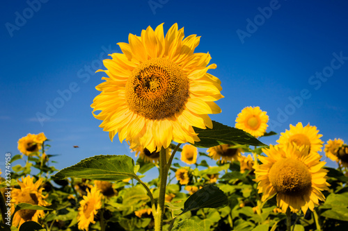 Field with sunflowers