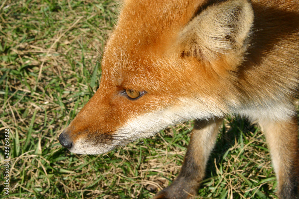 Fototapeta premium 神威岬のキタキツネ