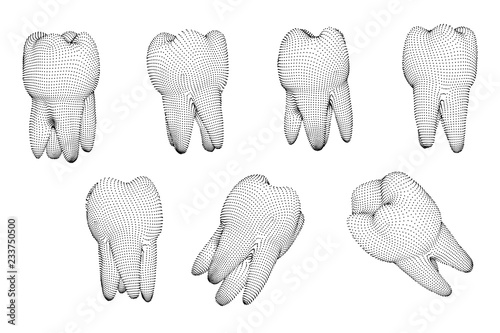 vector set of 3d teeth for dental medicine. isolated on white