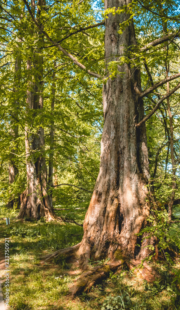Sequoia on the Mainau island - Bodensee - Bavaria - Germany Sequoia on the Mainau island - Bodensee - Bavaria - Germany