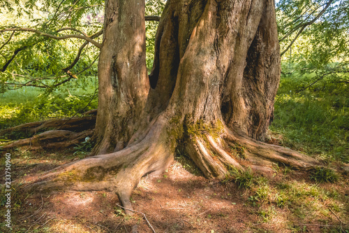 Sequoia on the Mainau island - Bodensee - Bavaria - Germany