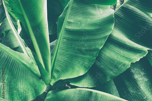 Obraz tropikalny liść palmy bananowej, stonowany proces