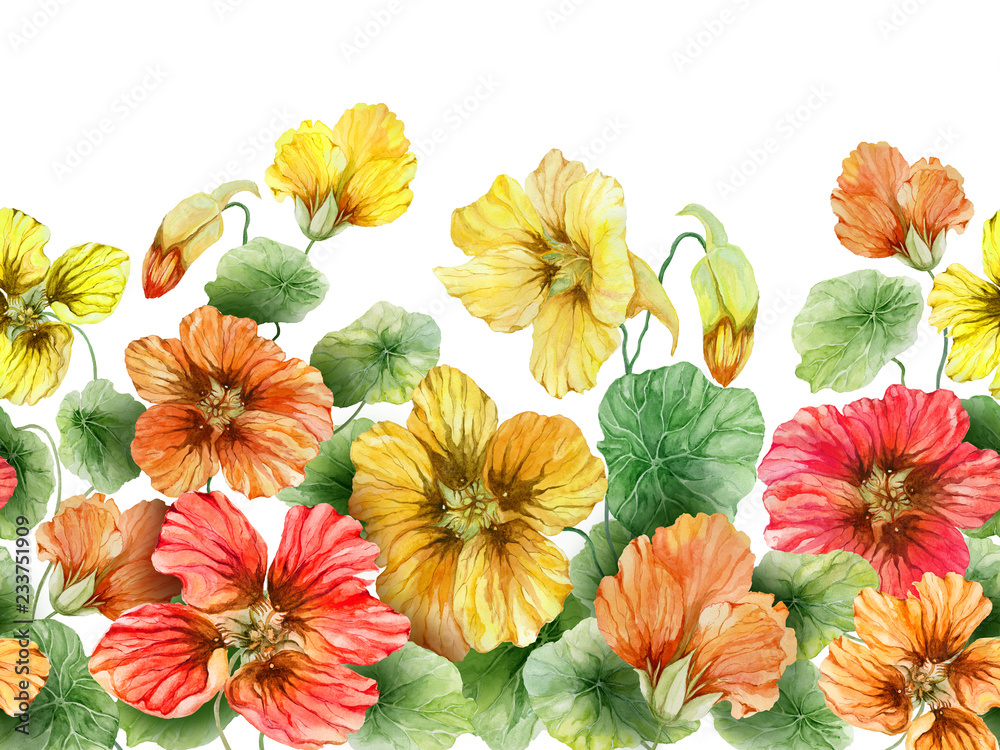 Fototapeta premium Beautiful nasturtium flowers with green leaves on white background. Seamless floral pattern. Watercolor painting. Hand drawn and painted illustration.