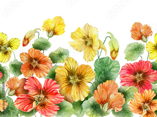 Beautiful nasturtium flowers with green leaves on white background. Seamless floral pattern. Watercolor painting. Hand drawn and painted illustration.