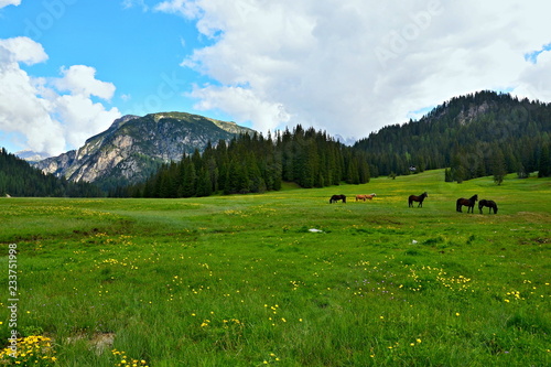 Italian Dolomites -horses on pasture at lake Misurina