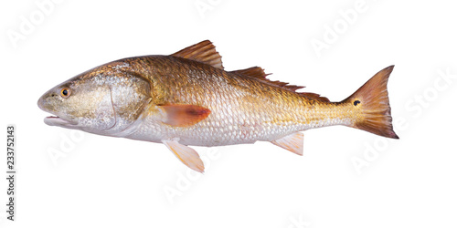 Gold fish  Red Drum (Sciaenops ocellatus). Isolated on white background