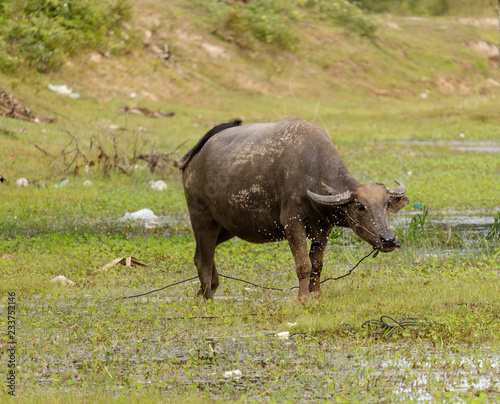 Water buffalo in a rural village river in Cambodia