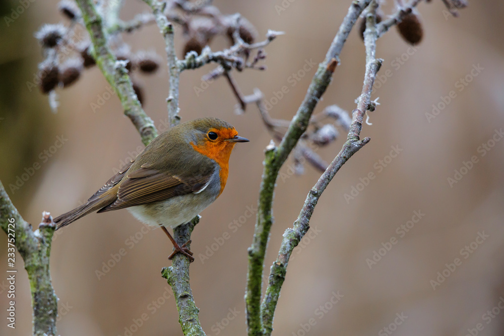robin on a branch, slightly turned white by the frost in the Netherlands robin on a branch, slightly turned white by the frost in the Netherlands
