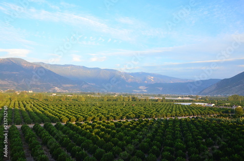 vineyard in Turkish