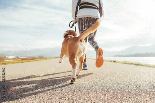 Female starting the morning jogging  with his beagle dog by the asphalt running track. Bright sunny Morning Canicross exercises. Close up legs image