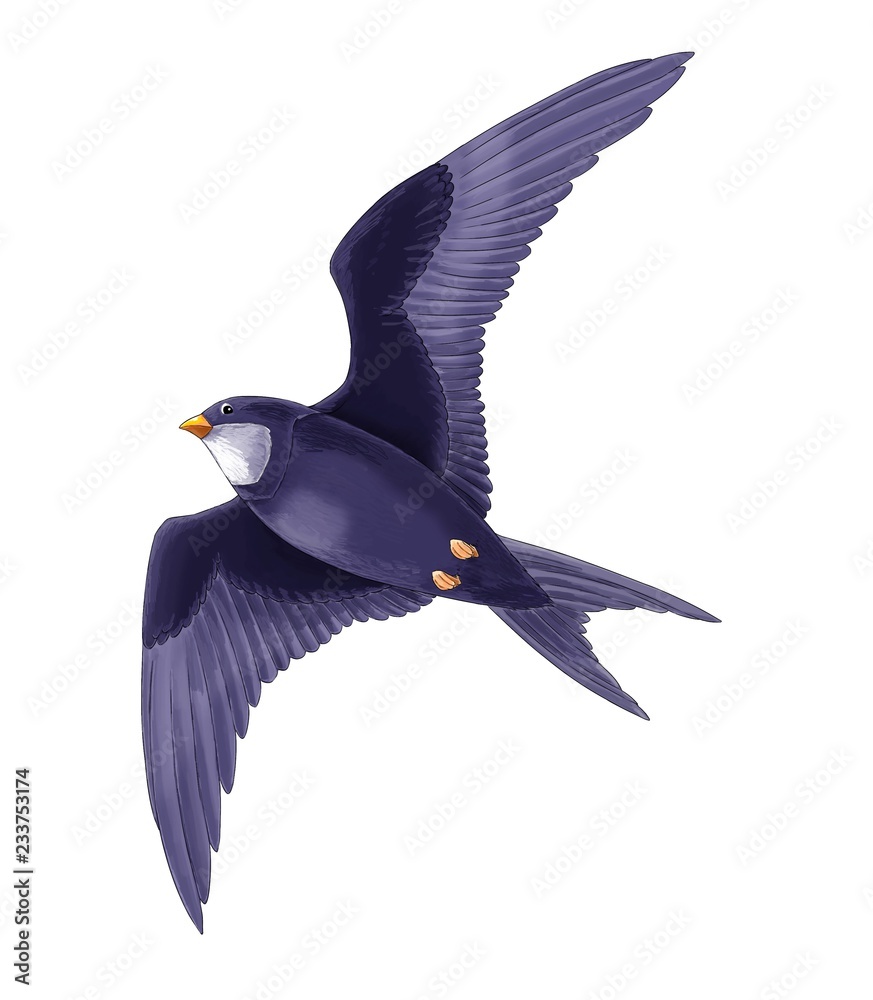 cartoon fairy tale animal character - flying cuckoo bird - illustration for  children Stock Illustration | Adobe Stock