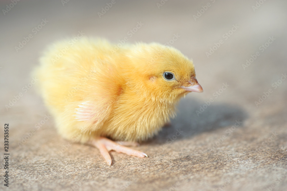 Close up image of a cute little free range baby chicken