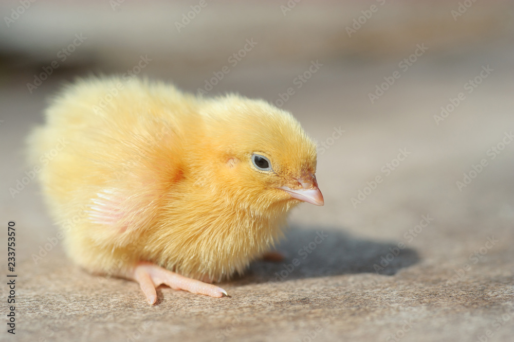 Little yellow chicken on a wooden floor. Growing and selling poultry Little yellow chicken on a wooden floor. Growing and selling poultry