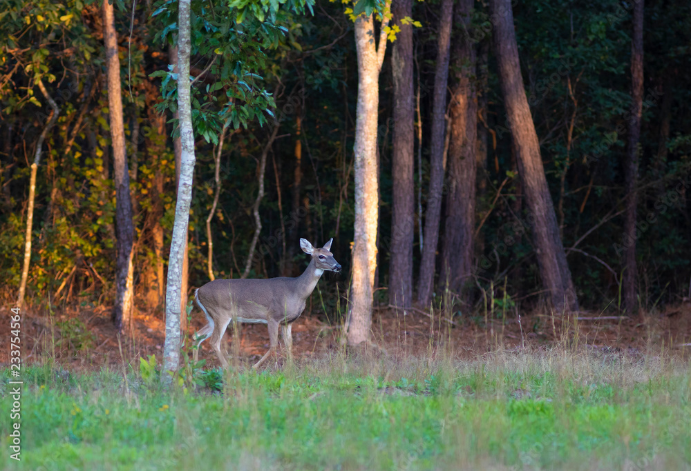 Fototapeta premium North Carolina whitetail doe