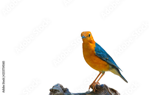 Orange-headed Thrush  Geokichla citrina  the beautiful orange and yellow bird with grey wings standing isolated on white backgroun