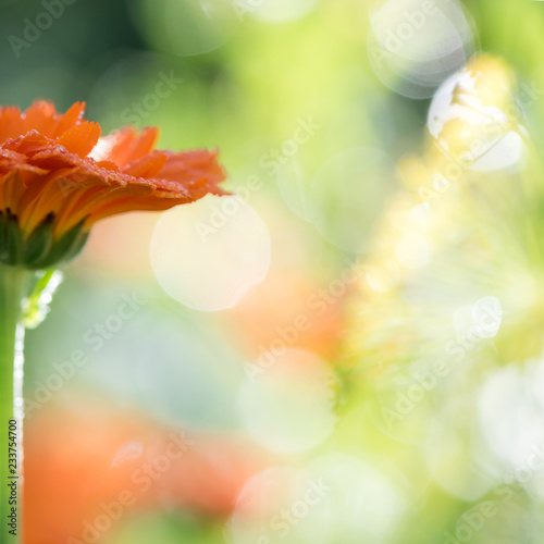 Bright blurre bokeh summer background with flowers calendula, marigold. photo