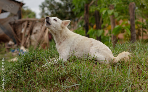 A white dog barks a warning from a grass mound.