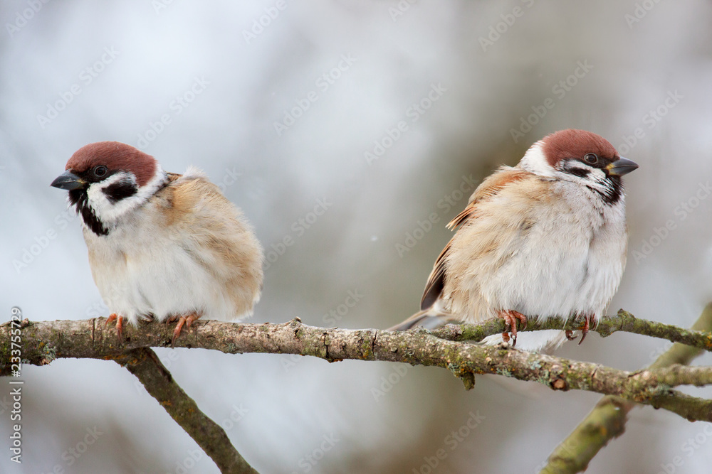 Naklejka birds sparrows on a branch in spring