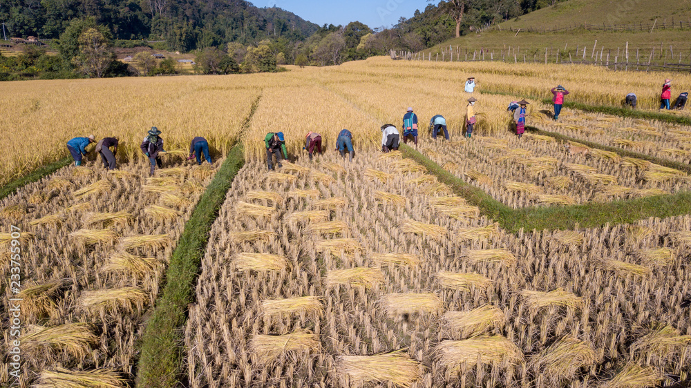 Golden organic Rice Field on Harvesting Rice By Hand by Farmer in Thailand