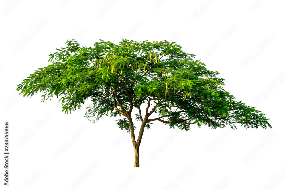 Fototapeta premium The tree is completely separated from the white ba background Scientific name Pterocarpus macrocarpus