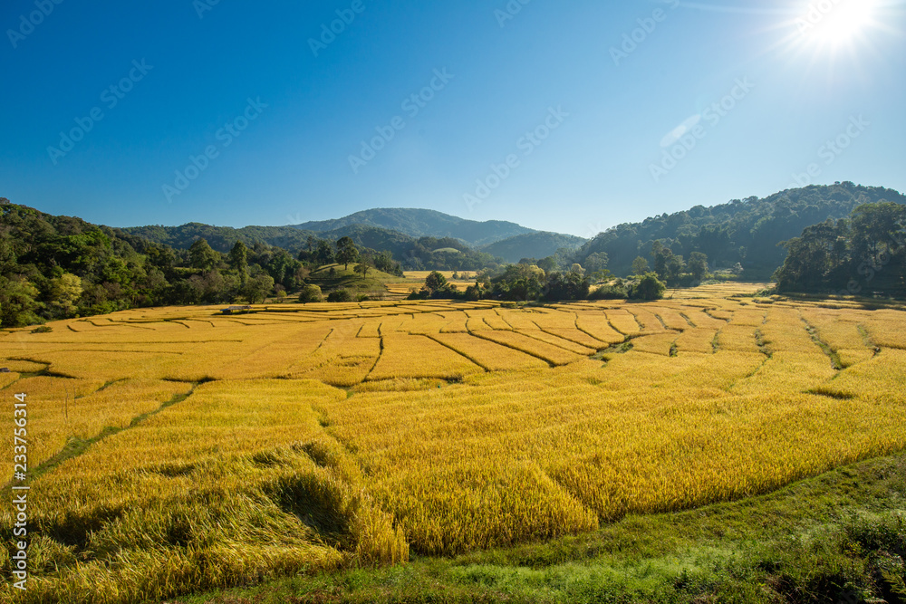 Obraz premium Beautiful landscape view of rice terraces and house