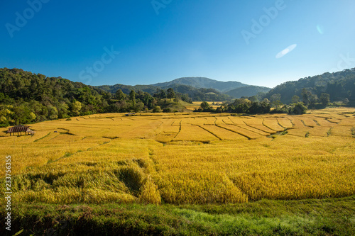 Beautiful landscape view of rice terraces and house photo