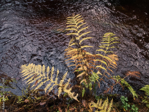 Northern landscape with peat river and yellow autumn fern
