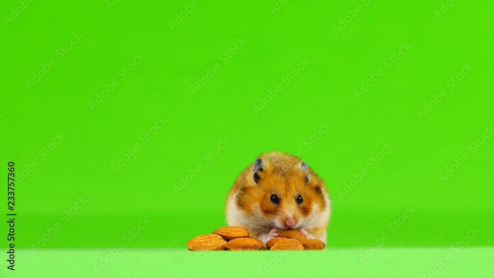 hamster eats almond bones and runs away from the frame on a green screen hamster eats almond bones and runs away from the frame on a green screen