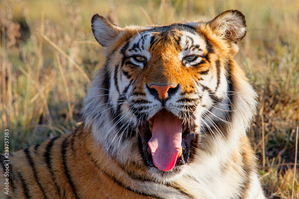 Portrait of a male tiger - Tiger Canyons Game Reserve - South Africa Portrait of a male tiger - Tiger Canyons Game Reserve - South Africa