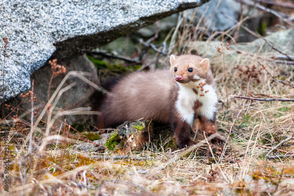 Stone marten, Martes foina, with clear green background. Detail portrait of forest animal. Small predator sitting on the beautiful green mossy tree trunk in the forest. Stone marten, Martes foina, with clear green background. Detail portrait of forest animal. Small predator sitting on the beautiful green mossy tree trunk in the forest.