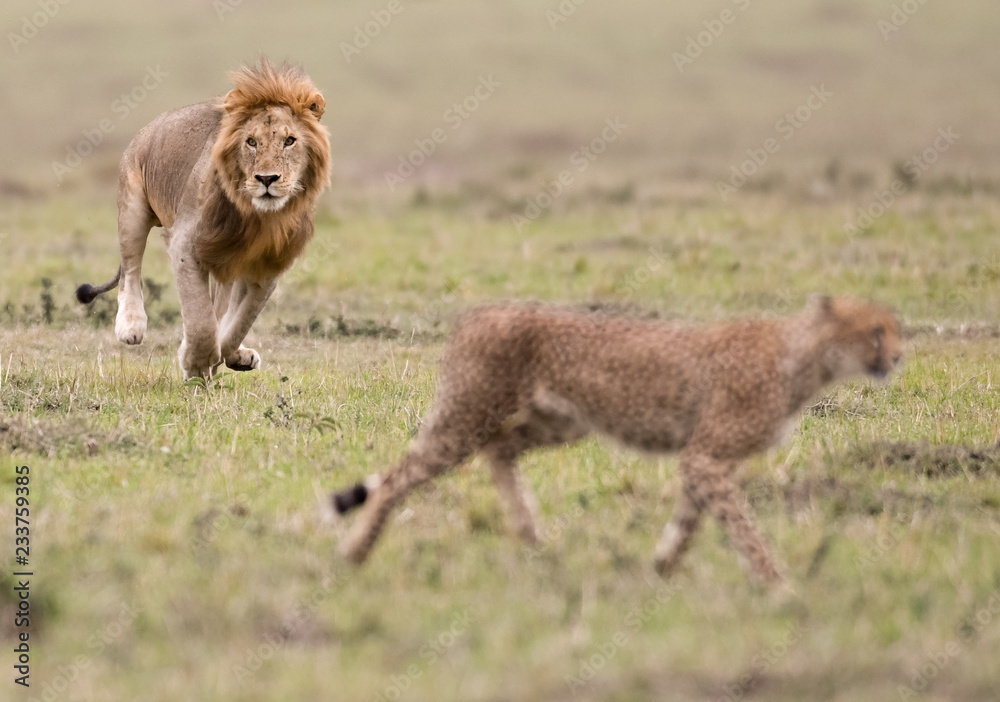 Male lion and cheetah in Masai Mara Gsme Reserve, Kenya Male lion and cheetah in Masai Mara Gsme Reserve, Kenya