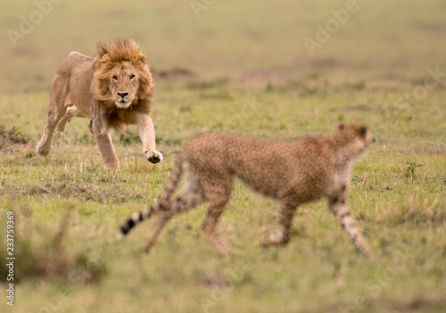 Male lion and cheetah in Masai Mara Gsme Reserve, Kenya
