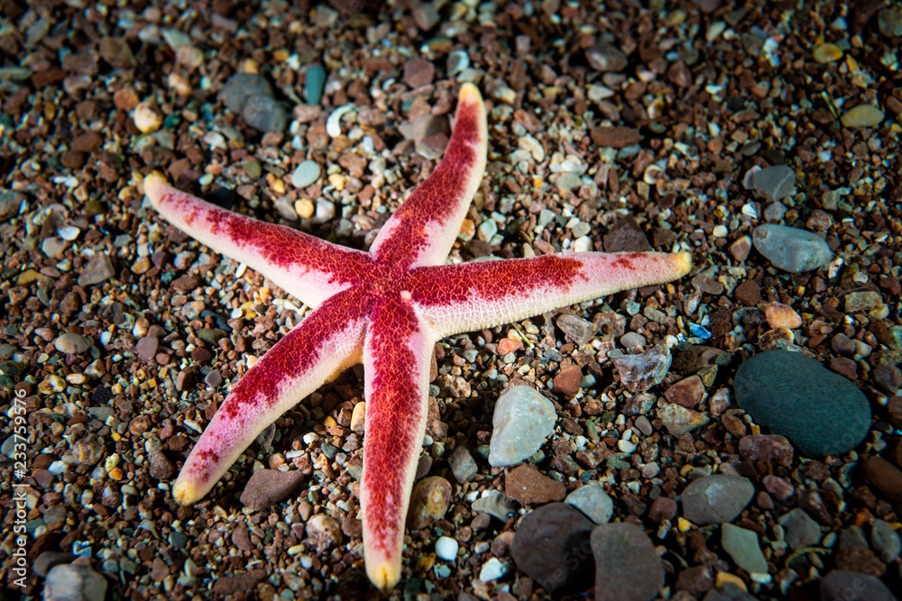 Blood Sea Star underwater in the Gulf of St. Lawrence Blood Sea Star underwater in the Gulf of St. Lawrence