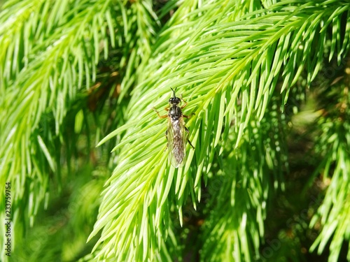 Common red-legged Robberfly (Dioctria rufipes) sitting on fresh spring spruce branch