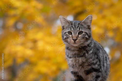 Cute tabby cat with yellow background