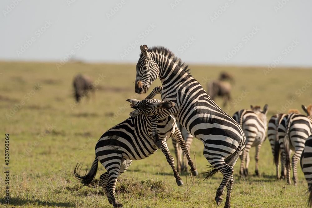 Two zebras fighting in Masai Mara Two zebras fighting in Masai Mara