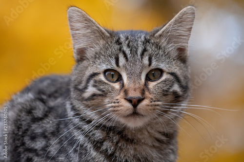 Wallpaper Mural Cute tabby cat with yellow background Torontodigital.ca
