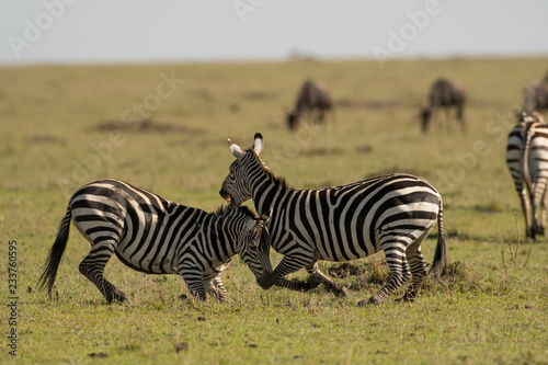 Two zebras fighting in Masai Mara