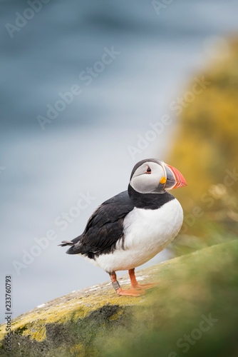 A Puffin in Iceland.
