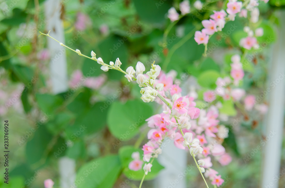 Pink Confederate vine blooming in the garden Pink Confederate vine blooming in the garden