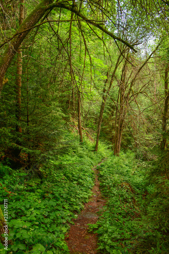 Pfad im Wald