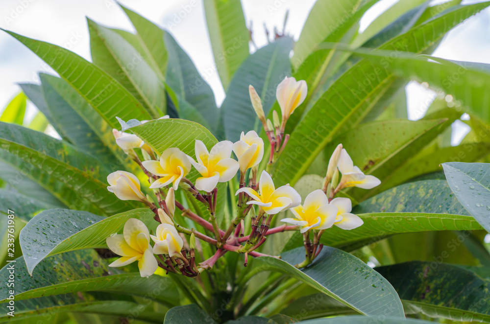Frangipani, Plumeria blooming, Templetree. Frangipani, Plumeria blooming, Templetree.