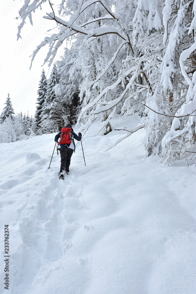 Woman with red backpack snowshoeing in hilly landscape with coniferous forest. Bavaria, Germany
