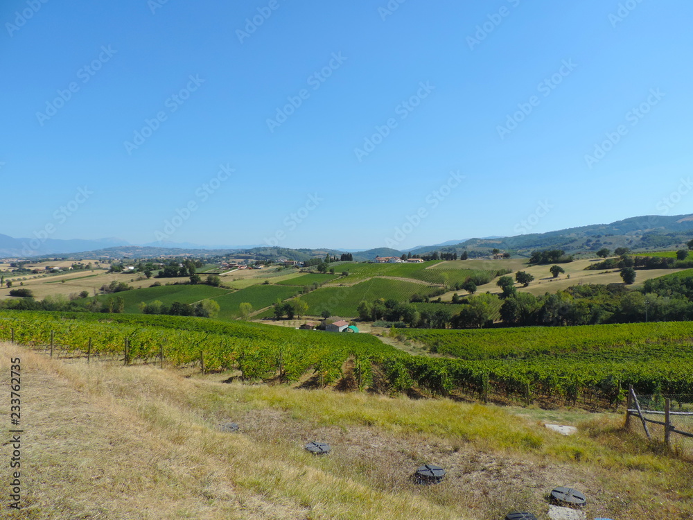 Bellissimi vigneti umbri in estate, Umbria, Italia