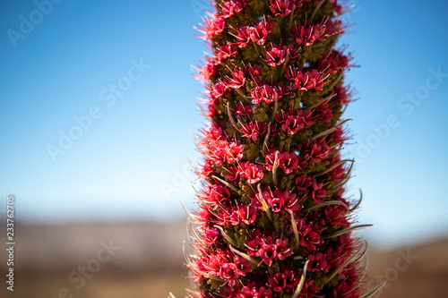 Pink blooming tajinaste close up