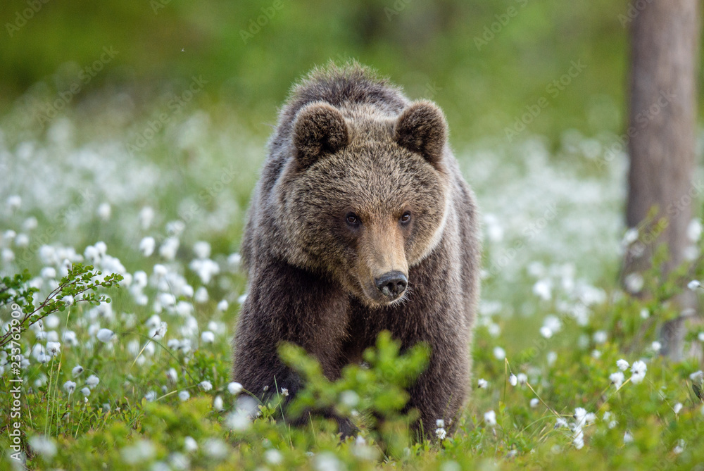 Obraz premium Brown bear in the summer forest on the bog among white flowers. Front view. Natural Habitat. Brown bear, scientific name: Ursus arctos. Summer season.