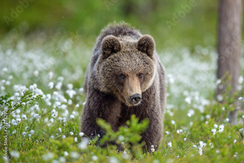 Brown bear in the summer forest on the bog among white flowers. Front view. Natural Habitat. Brown bear, scientific name: Ursus arctos. Summer season.