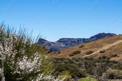 El Teide Flora view 