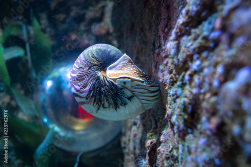 Nautilus hanging on a wall in the aquarium