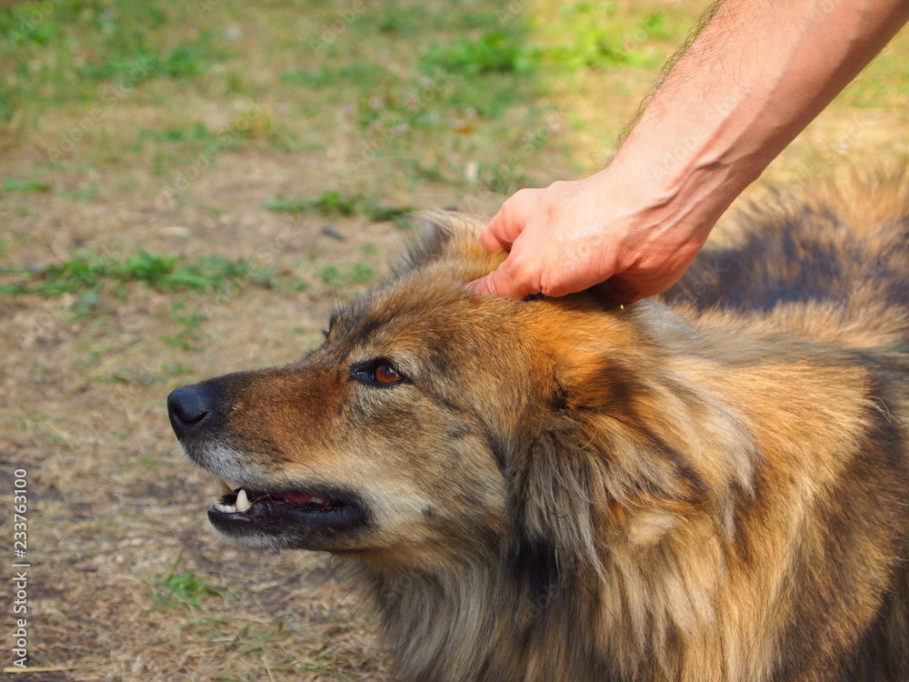 Fototapeta premium Portrait of a mongrel dog. Close up.